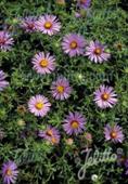 Aster oblongifolius